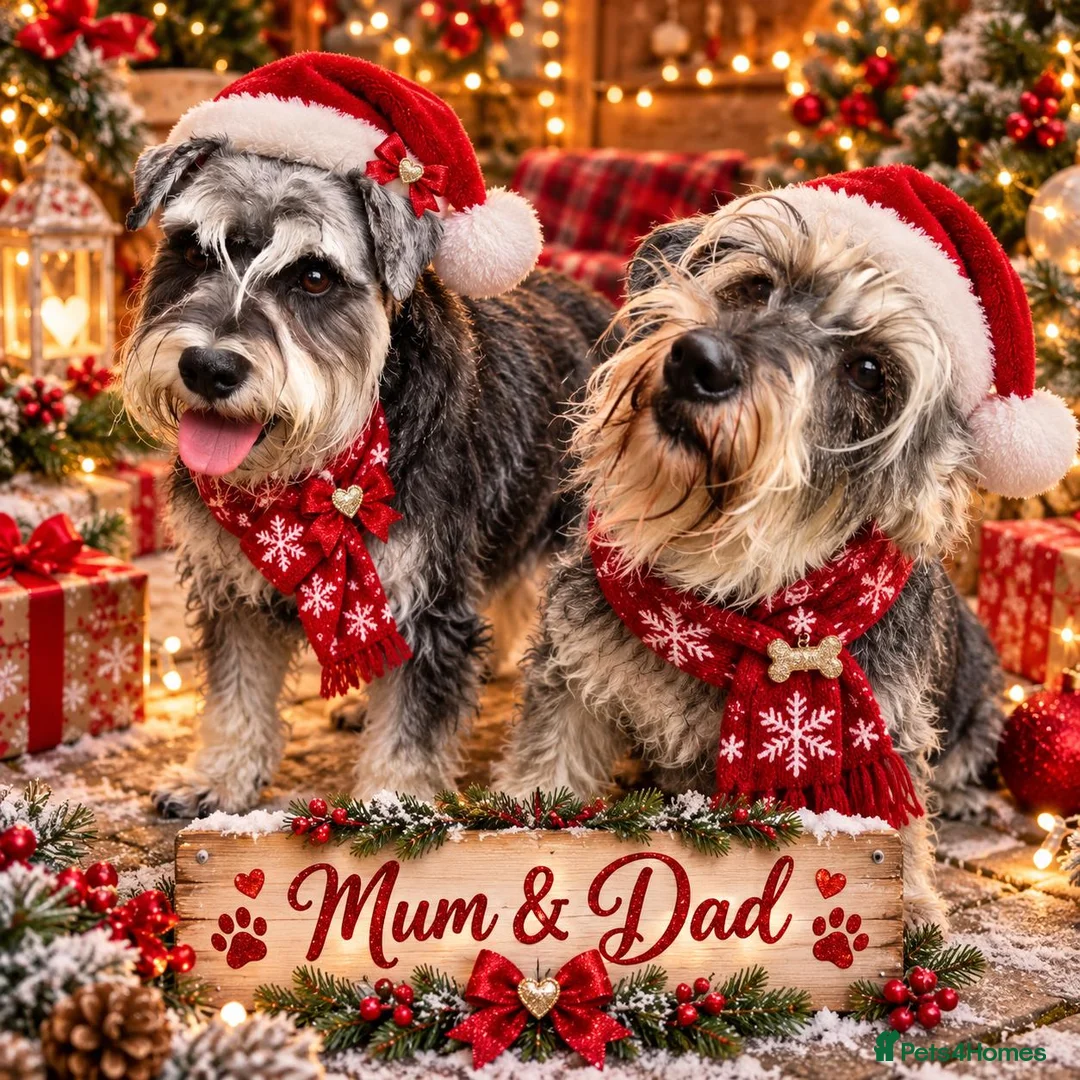 Miniature Schnauzer dogs for sale: Magic comes with four little paws!  in Northampton - Advert 2