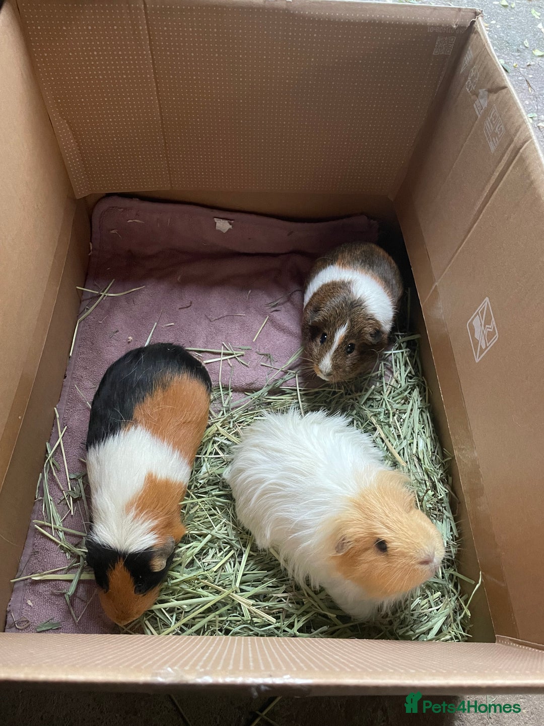 Guinea Pig rodents for sale: Guinea pig family - Advert 1