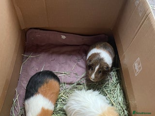 Guinea Pig rodents Guinea pig family - Advert 1