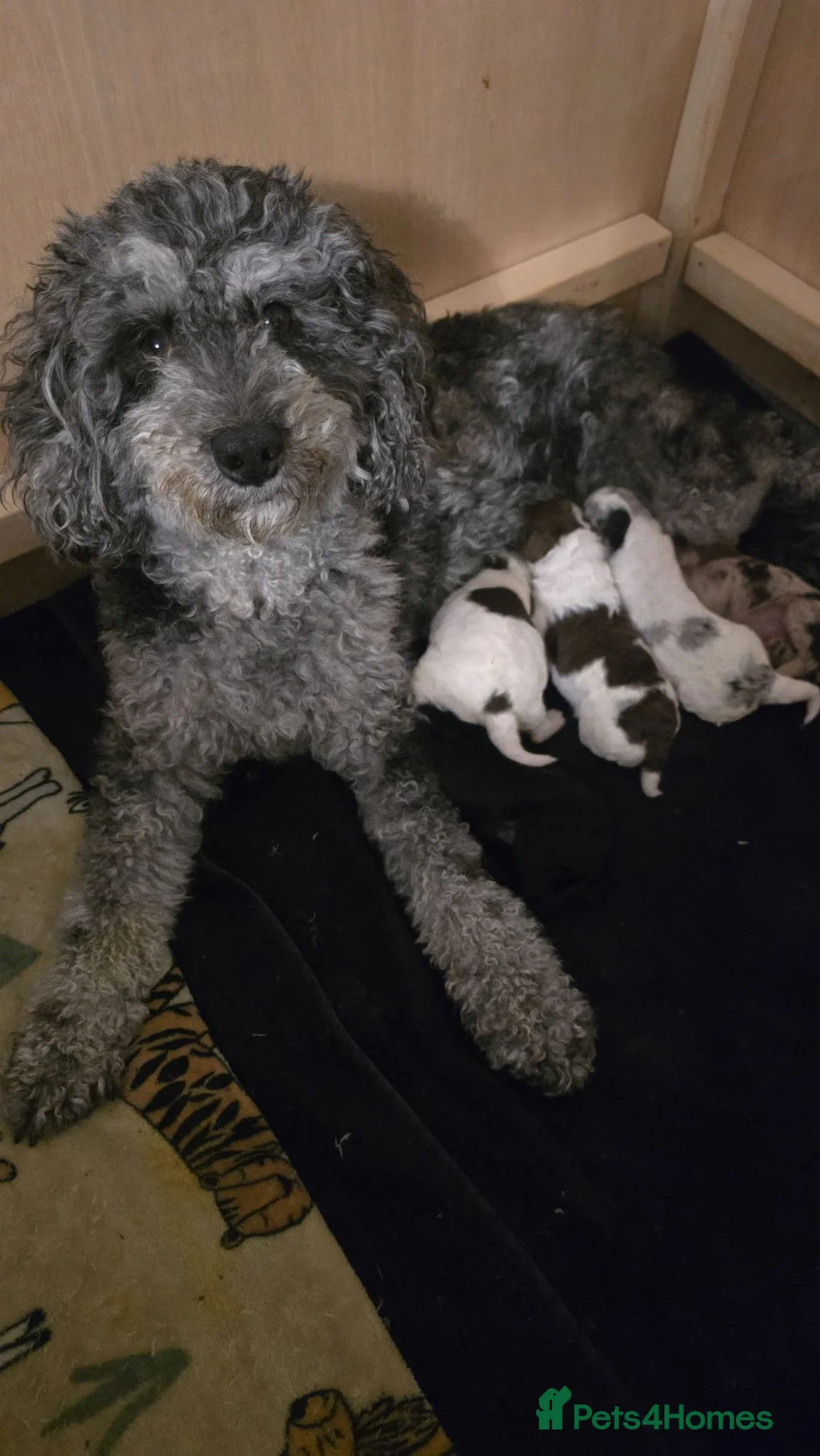 Cockapoo dogs for sale: F1BB cockapoo's for sale  - Advert 17
