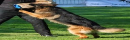 German Shepherd dogs for sale: One female left -QUALITY GSD PUPS LONG HAIR - Advert 9