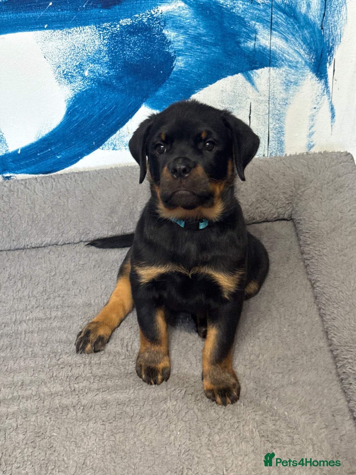 Rottweiler dogs Two Outstanding Males Ready To Leave Now - Advert 2
