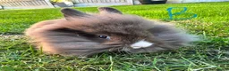 Lionhead rabbits for sale: Lionhead rabbits for sale  - Advert 3