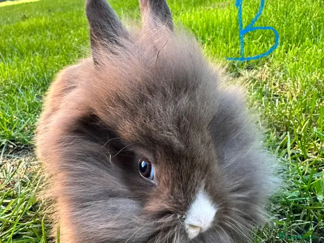 Lionhead rabbits for sale: Lionhead rabbits for sale - Advert 2