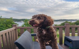 Cockapoo dogs for stud: Cockapoo for stud  - Advert 4