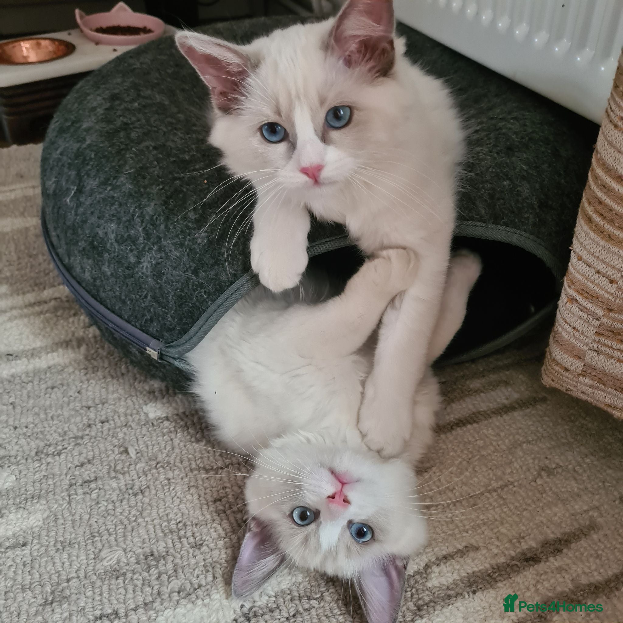 Ragdoll cats Gorgeous pure bread ragdoll kittens - Advert 15