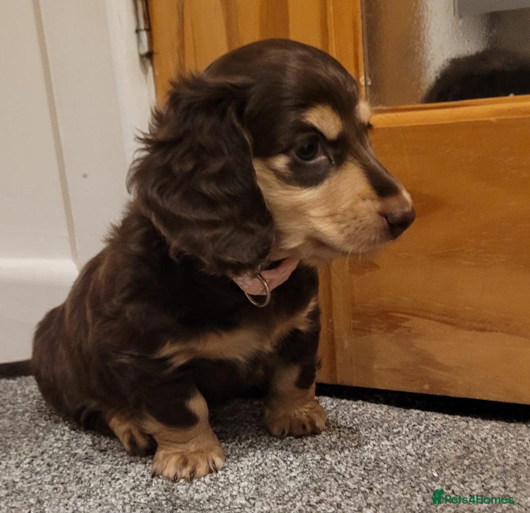 Miniature Dachshund dogs for sale: KC Long-Haired Miniature Puppies - Advert 5