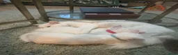 Mixed Breed cats for sale: two odd eyed pure white kittens  in Barry - Advert 4