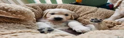 Golden Retriever dogs for sale: Outstanding Kc registered Golden Retriever puppies - Advert 10