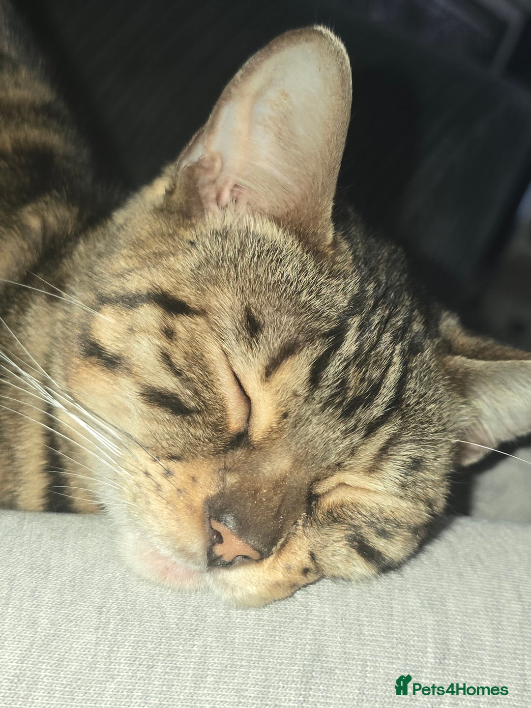 Bengal cats for sale: Bengal female (open to offers) - Advert 5