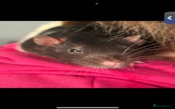 Rat rodents for sale: 2 male rats.  - Image 3