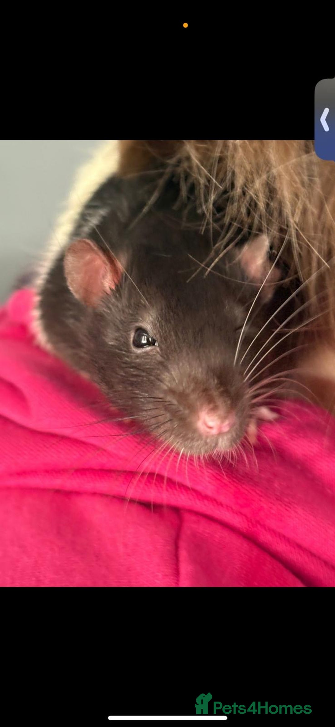 Rat rodents for sale: 2 male rats.  - Image 3