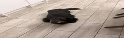 Miniature Dachshund dogs for stud: KC Registered miniature male dachshund Stud - Advert 9