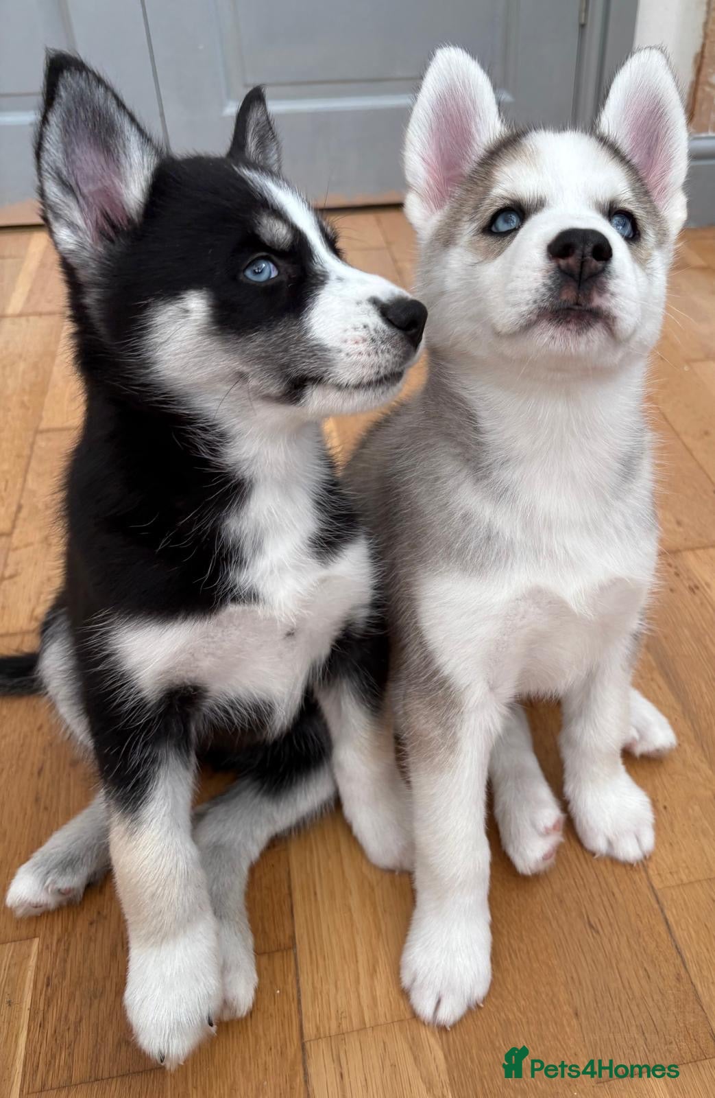 Siberian Husky dogs READY TO BE VIEWED! Gorgeous husky puppies! - Advert 12
