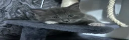 Ragdoll cats for sale: Ragdoll kittens fluffy / silky fur  - Advert 7