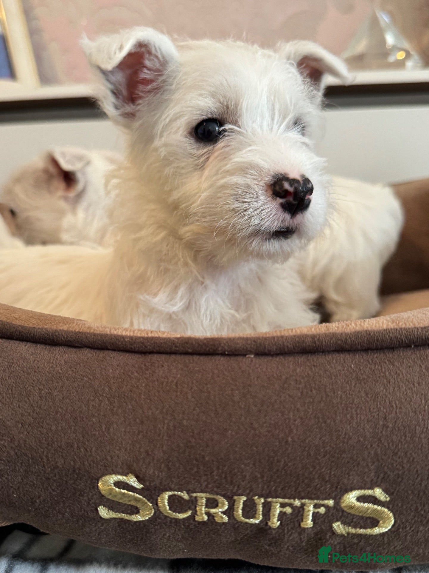 West Highland Terrier dogs for sale: West highland terriers READY NOW! - Advert 2