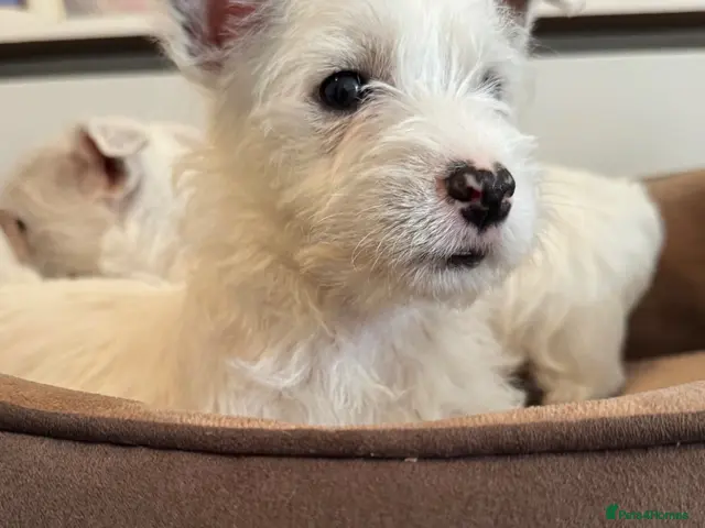 West Highland Terrier dogs for sale: West highland terriers READY NOW! - Advert 2