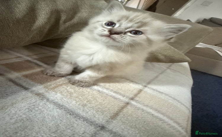 Ragdoll cats - Advert 2