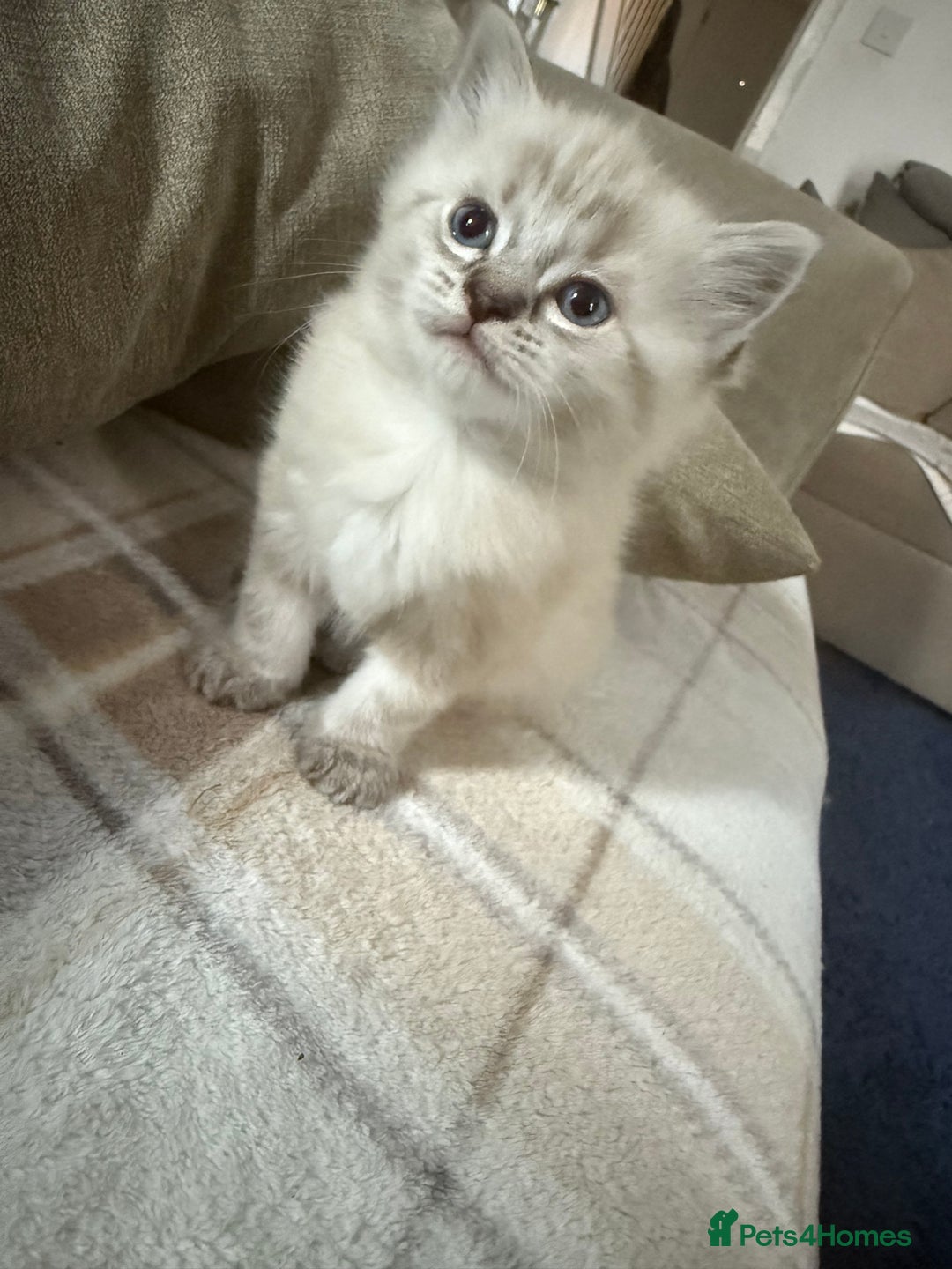 Ragdoll cats for sale: Ragdoll kittens  - Image 1