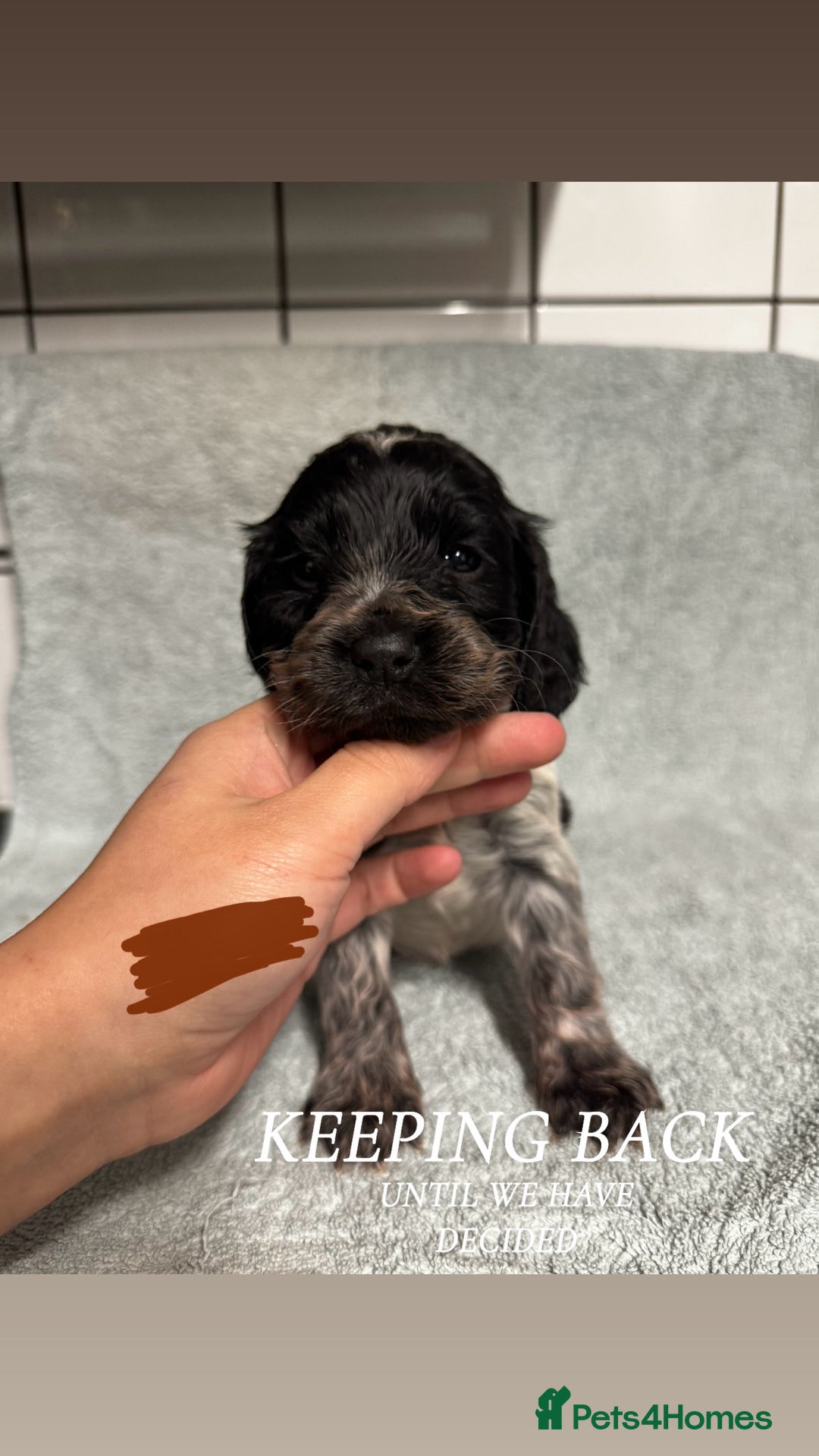 Cocker Spaniel dogs for sale: Cocker Spaniel Puppies - Advert 7