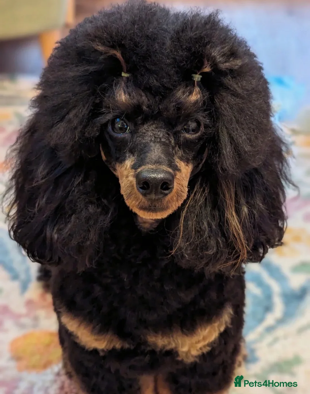 Cockapoo dogs for sale: Gorgeous American toy cockapoos  - Advert 19