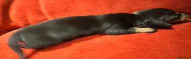 Mayo