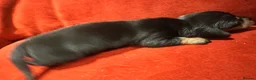 Miniature Dachshund dogs for sale: 7 gorgeous  dapple & isabella grey mini dachsunds  - Advert 6