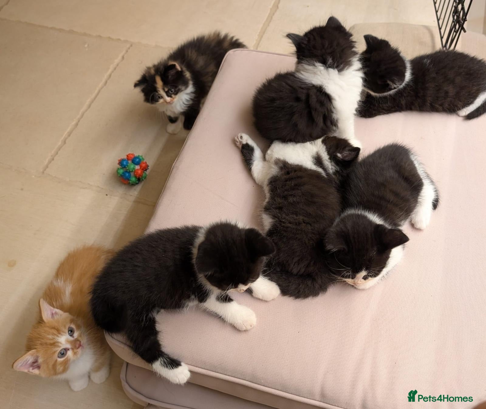 British Shorthair cats beautiful british shorthair and longhair kittens  - Advert 2