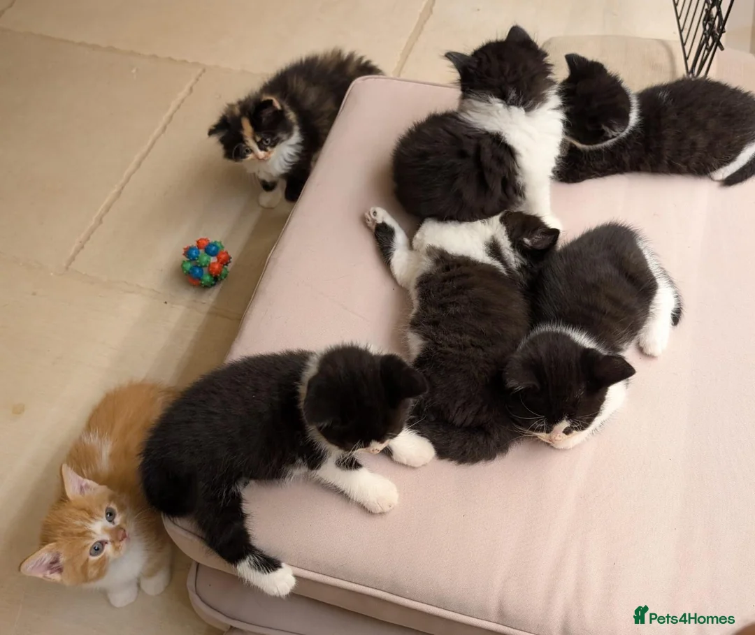 British Shorthair cats for sale: beautiful british shorthair and longhair kittens  - Advert 2