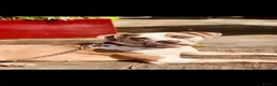 American Bulldog dogs for sale: American Bulldog – only animal home - Advert 2