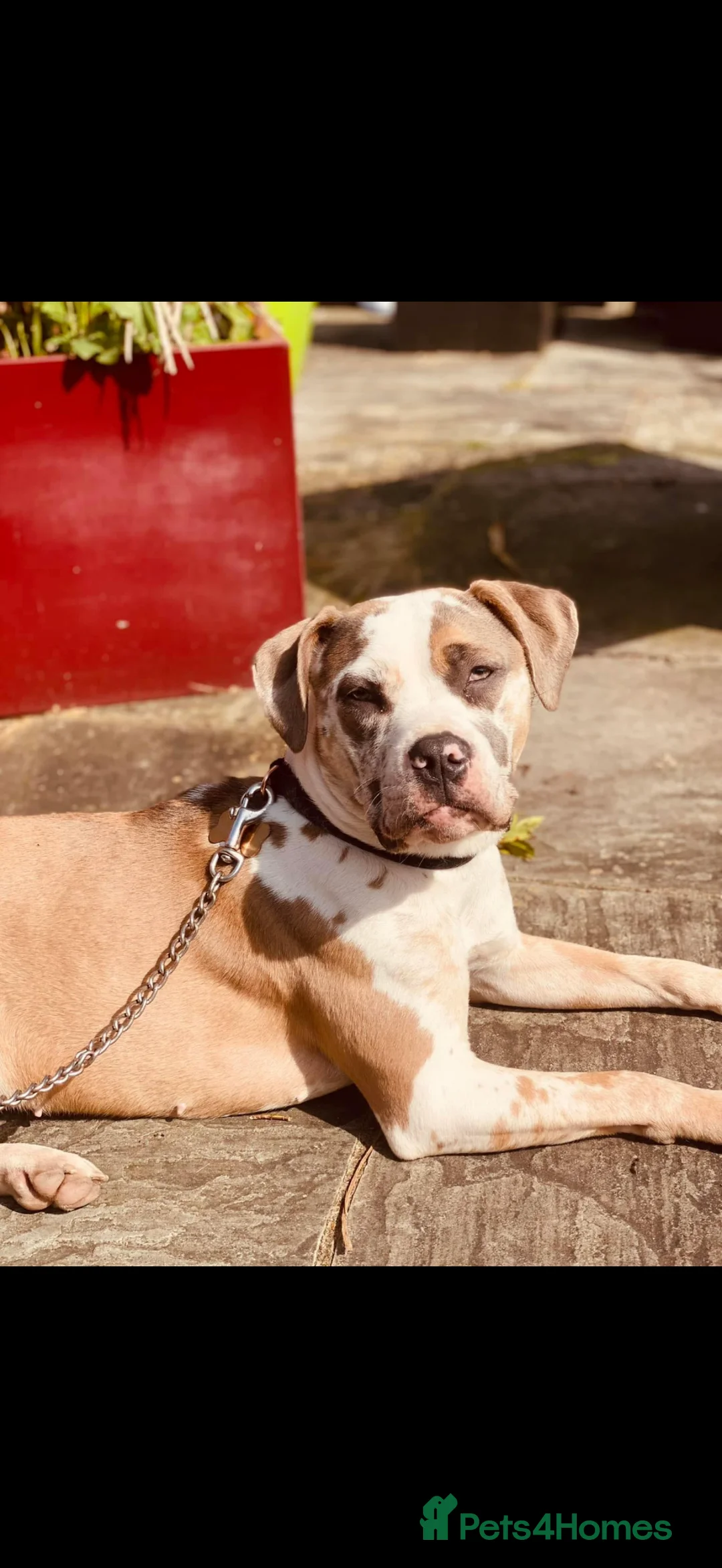 American Bulldog dogs for sale: American Bulldog – only animal home - Advert 2
