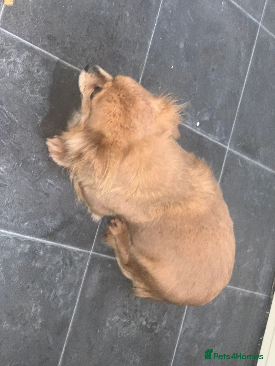 Chihuahua dogs for sale: Chihuahuas  - Advert 2