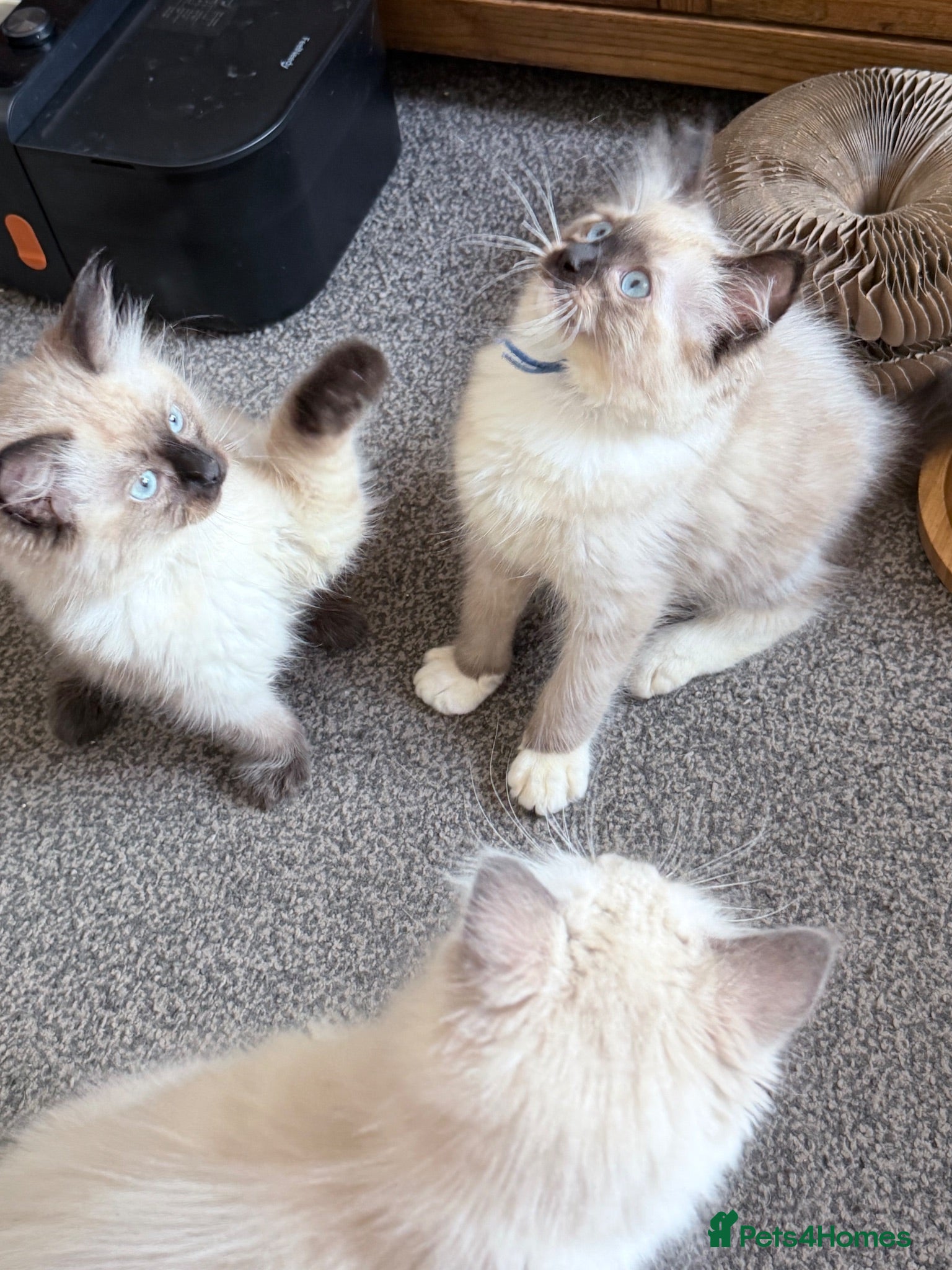 Ragdoll cats 3 full Ragdoll boys  - Advert 2