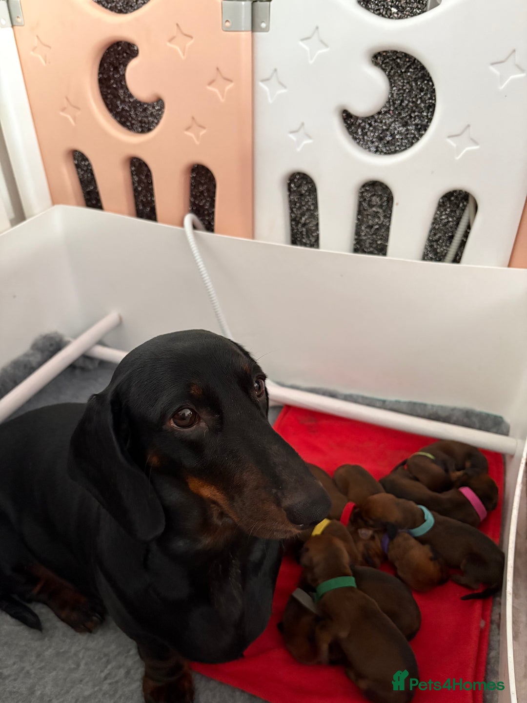 Dachshund dogs for sale: Ready now! Dachshund puppy/sausage dog 1 girl left - Image 4
