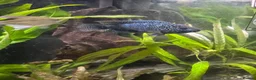 Cichlids fish for sale: Jack Dempsey cichlid  - Advert 5