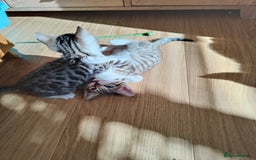 Mixed Breed cats for sale: Bengal mix kittens - Image 12