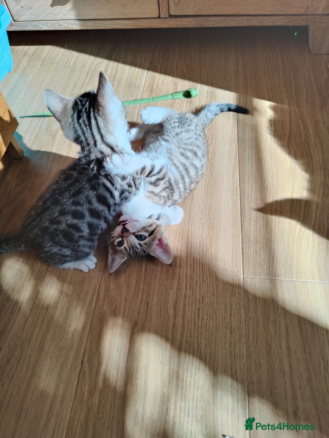 Mixed Breed cats for sale: Bengal mix kittens - Image 12