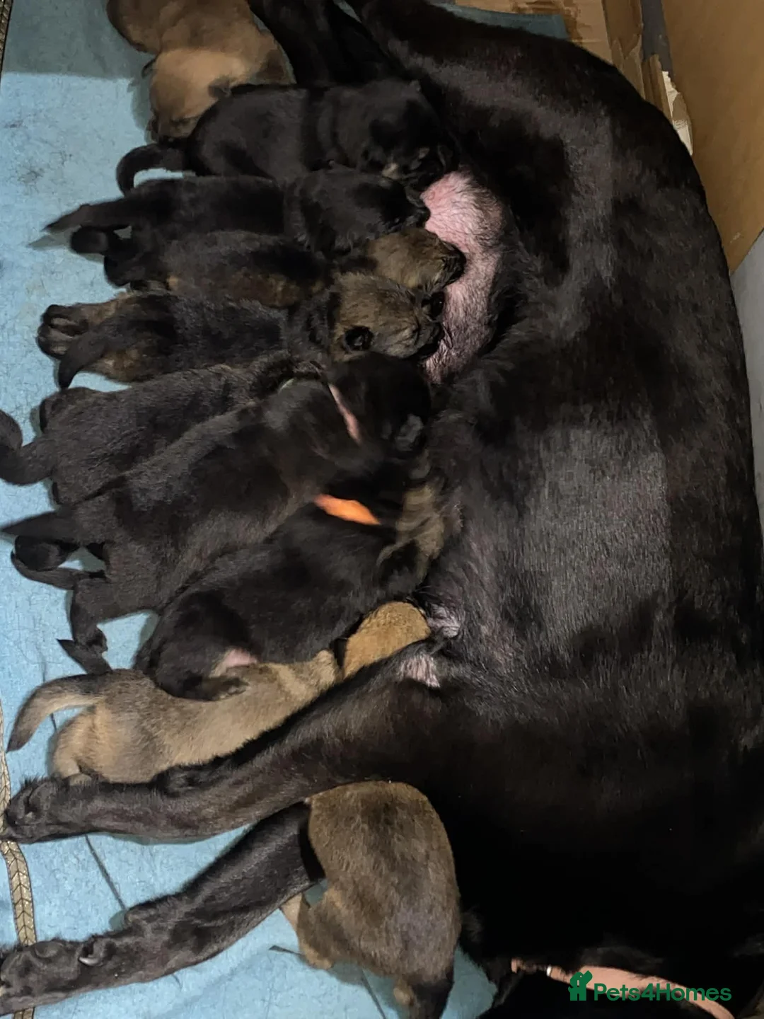 German Shepherd dogs for sale: Winnie - Advert 14