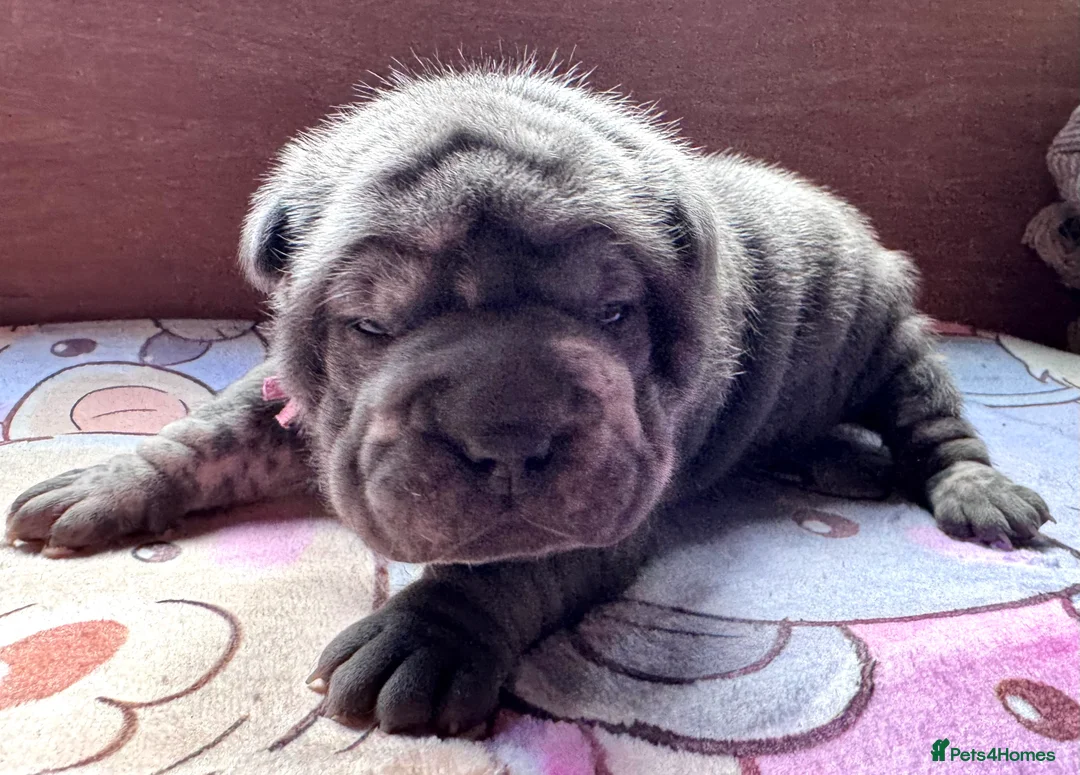 Shar Pei dogs for sale: Stunning Bullpei Puppies (Sharpei/English Bulldog) - Advert 27