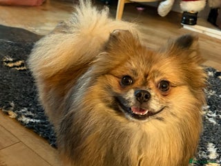 Pomeranian dogs Adult merle Pomeranians brothers & sister - Advert 7