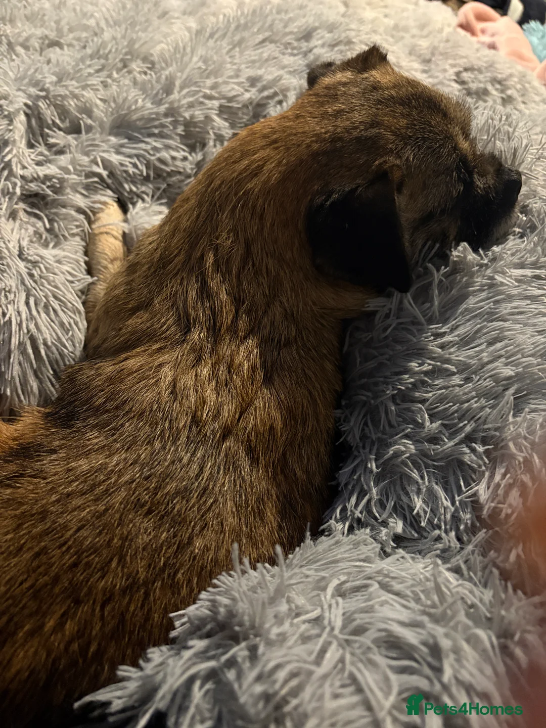 Mixed Breed dogs for sale: Cavachon x jug pups for sale ready now  - Advert 1