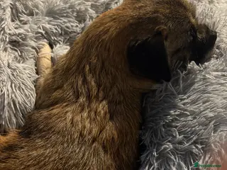 Mixed Breed dogs Cavachon x jug pups for sale ready now - Advert 18