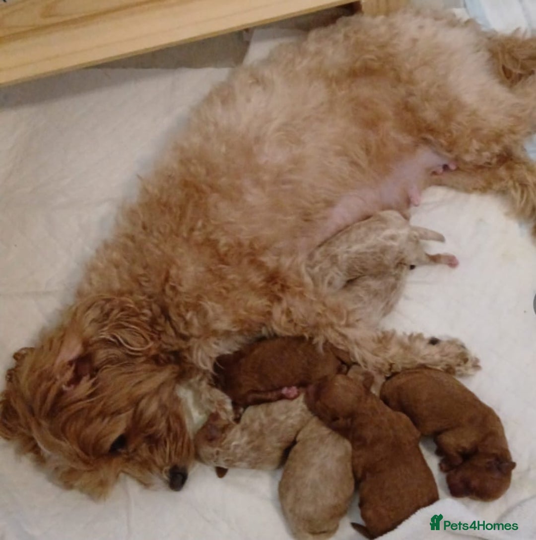 Maltipoo dogs for sale: 🐾 F1b Maltipoo Puppies – Ready Early January 🐾 - Advert 2