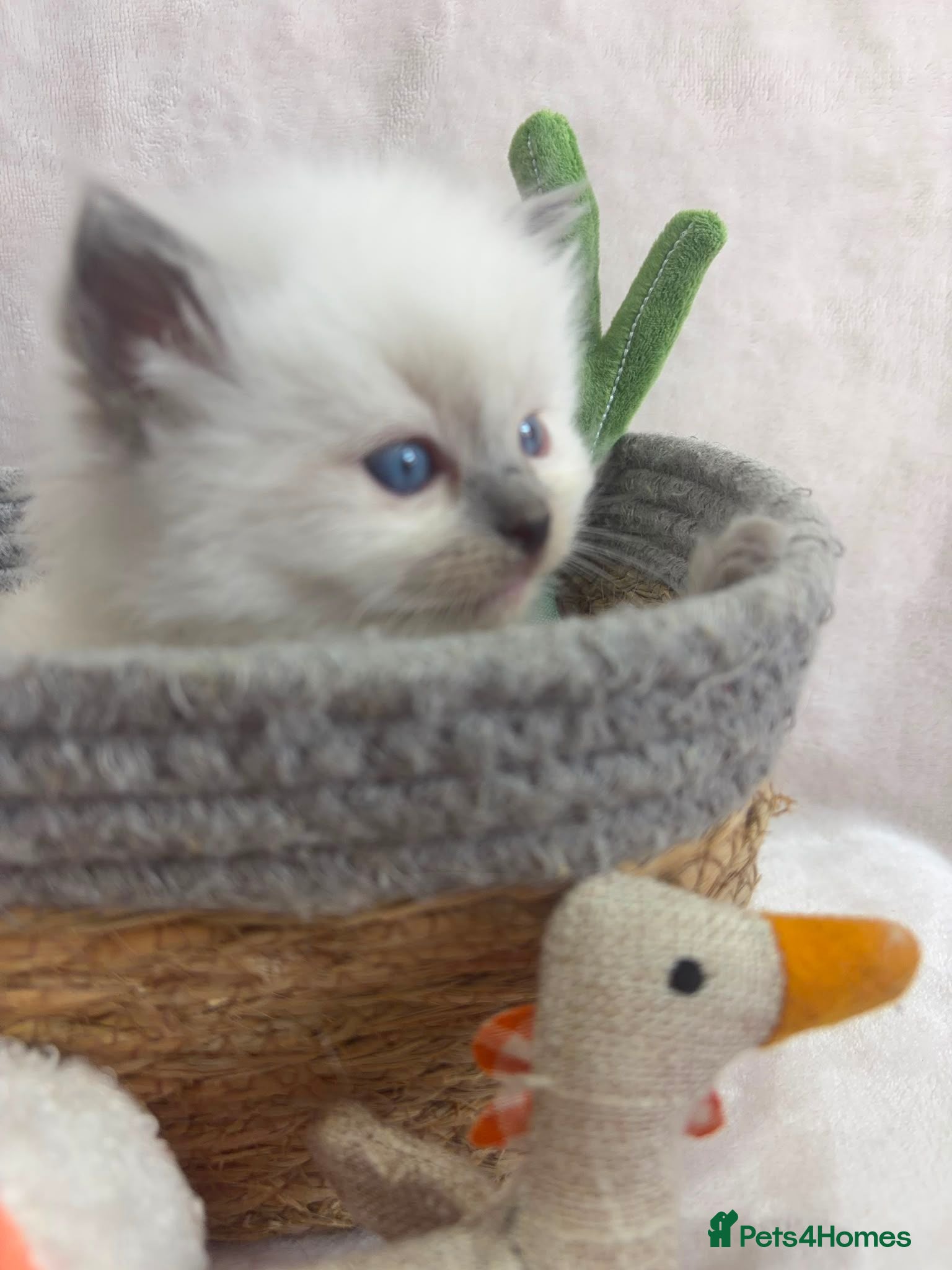 Ragdoll cats ​Gorgeous Ragdoll Kittens – Ready in a week!  - Advert 1