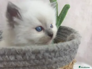 Ragdoll cats Gorgeous Ragdoll Kittens – Ready in a week! - Advert 1
