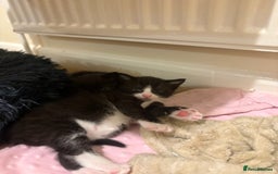 Mixed Breed cats for sale: 2 kittens ready to leave🤍 - Image 7