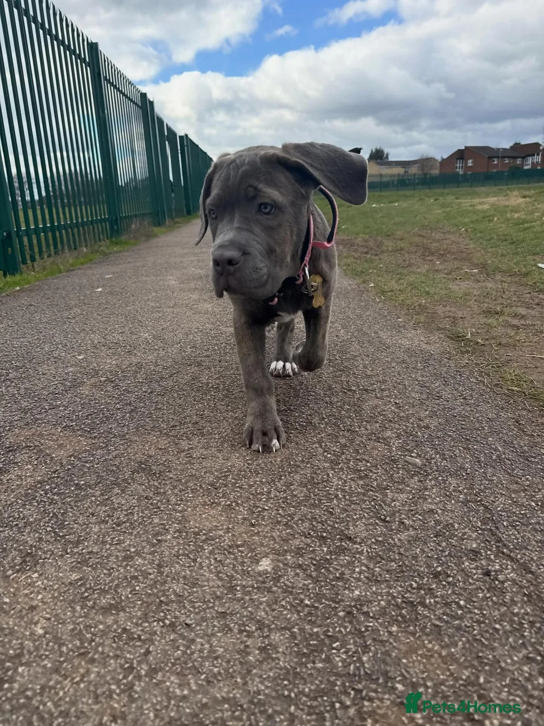 Cane Corso dogs for sale: Stormi - Beautiful Cane Corso  - Advert 4