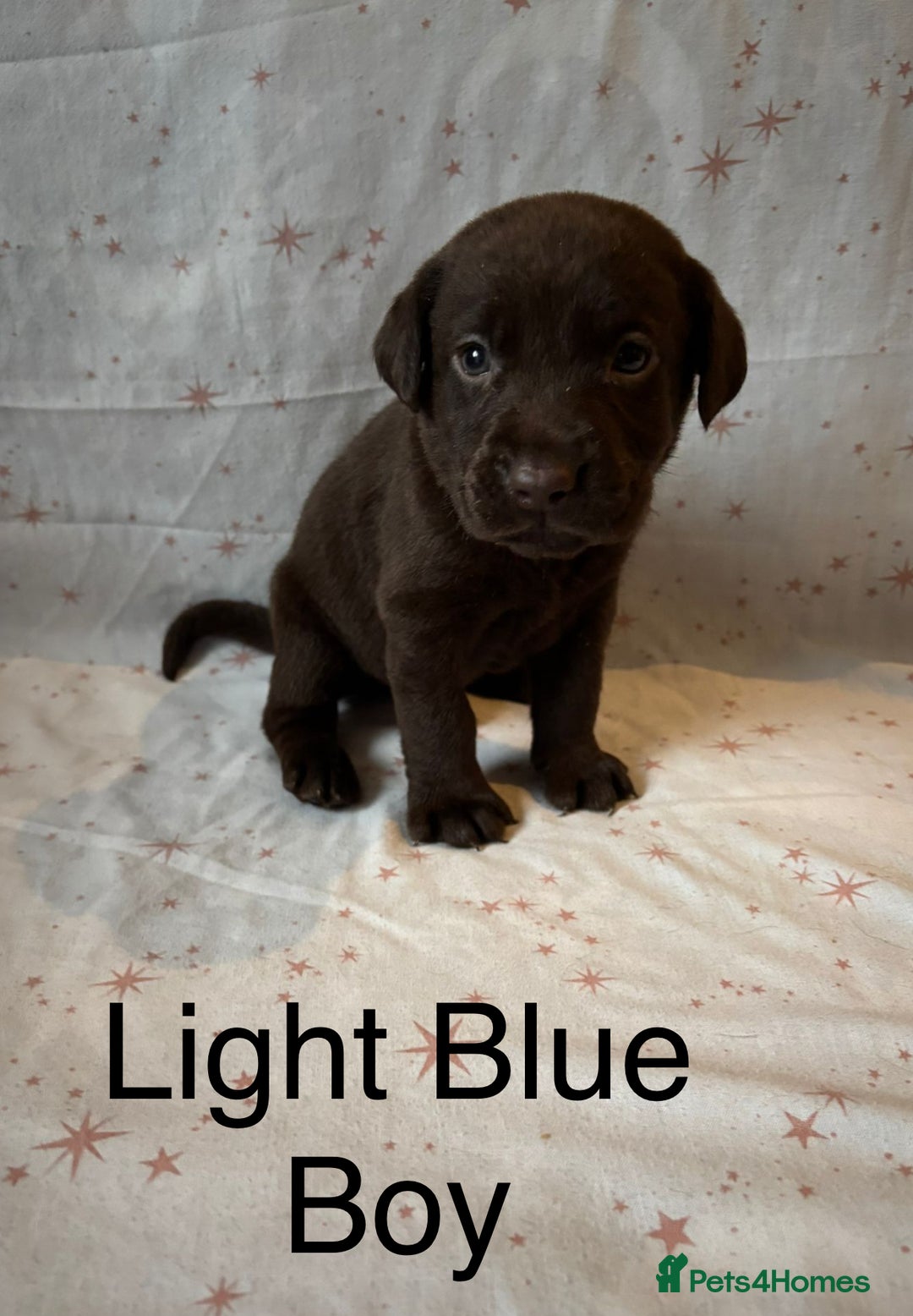 Labrador Retriever dogs for sale: Beautiful KC Chocolate Labrador Retriever puppies - Advert 12