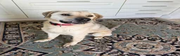 Mixed Breed dogs for adoption: 💙RUFUS💙 Misunderstood Soul Fading In Kennels  in Spalding - Advert 7