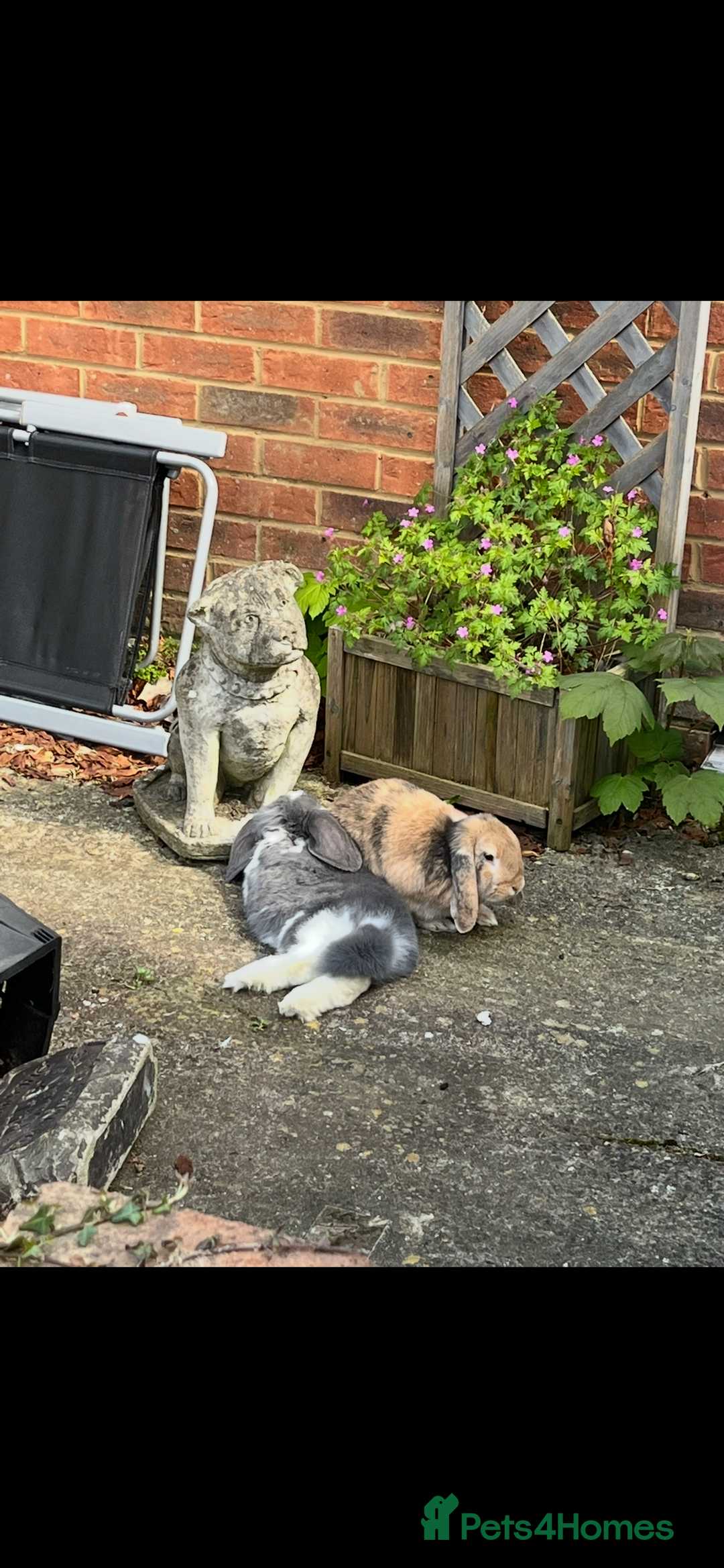 English Lop rabbits for sale: Bonded pair of rabbits for sale - Advert 2